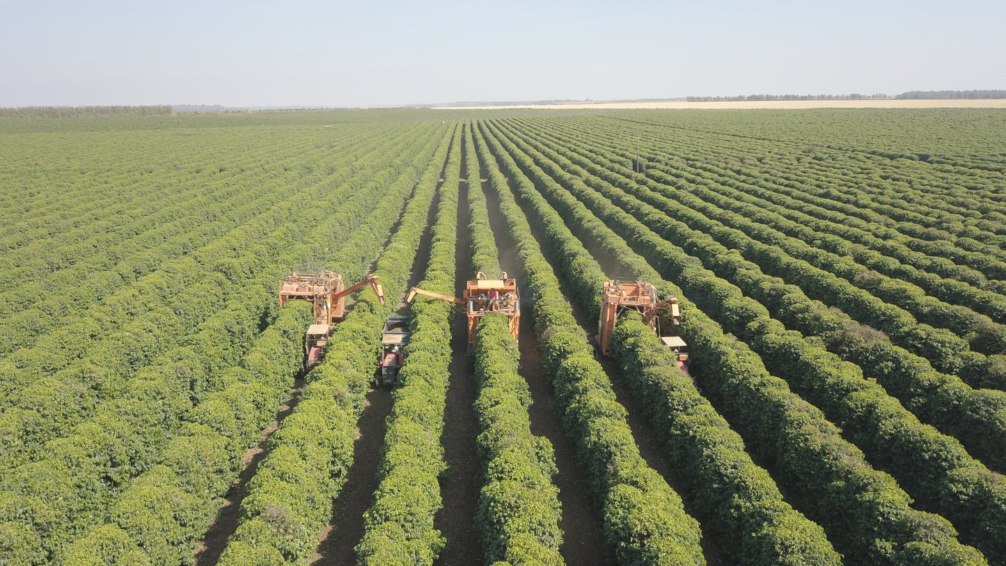 BRAZILIA CIELO DEL CERRADO 250G