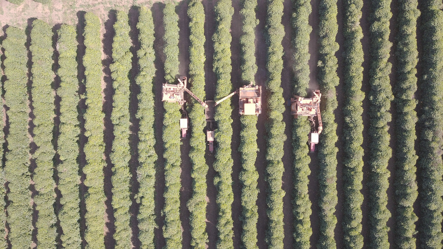 BRAZILIA CIELO DEL CERRADO 250G