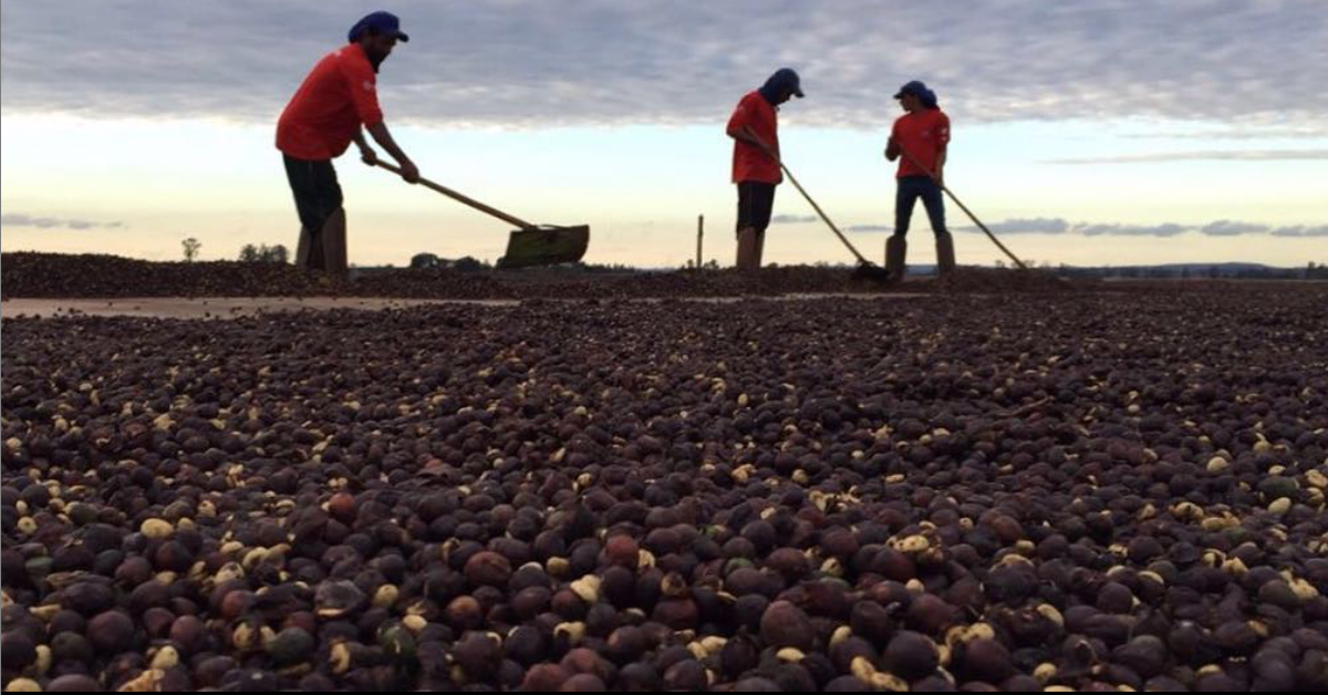 BRAZILIA CIELO DEL CERRADO 250G