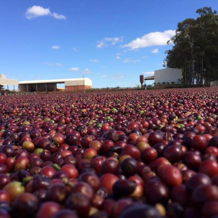 BRAZILIA CIELO DEL CERRADO 250G
