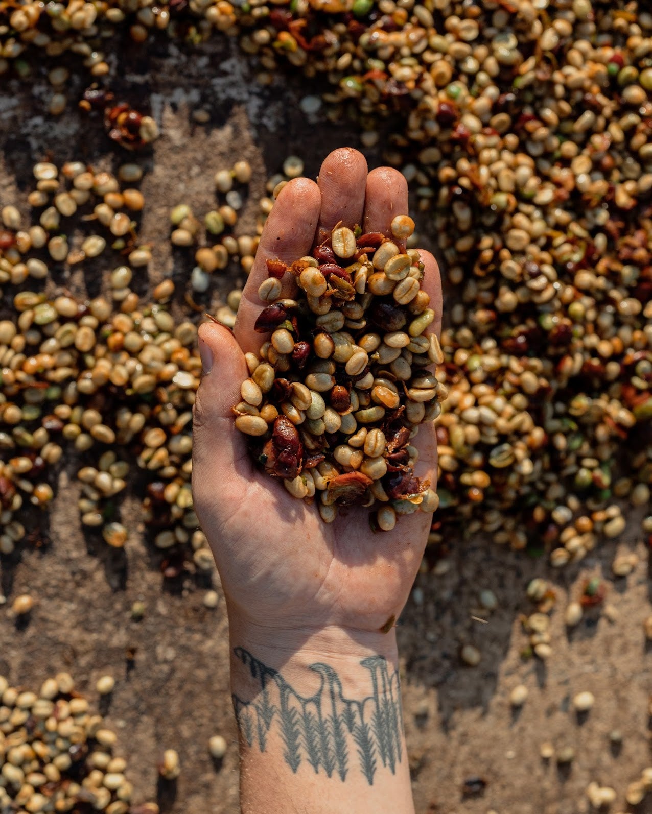 BRAZILIA FAZENDA SAO DOMINGO 250G