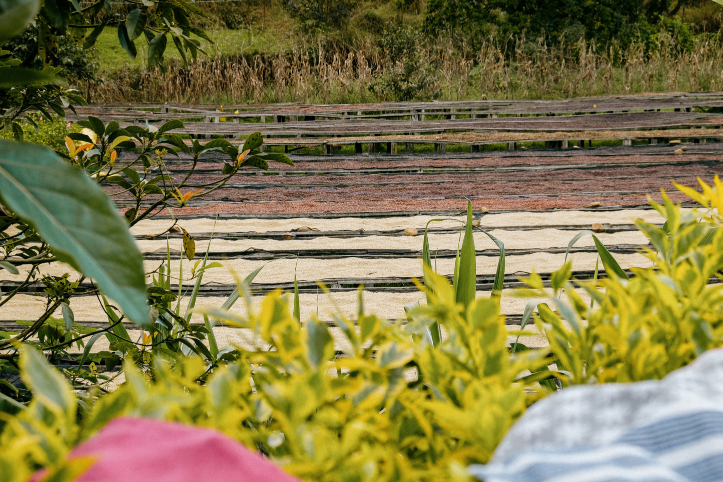 RWANDA KARAMBI MOUNTAIN 250G