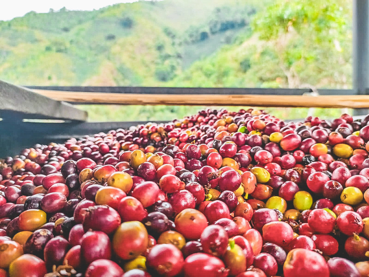 COLOMBIA PEACH GEISHA LOS PATIOS 250G