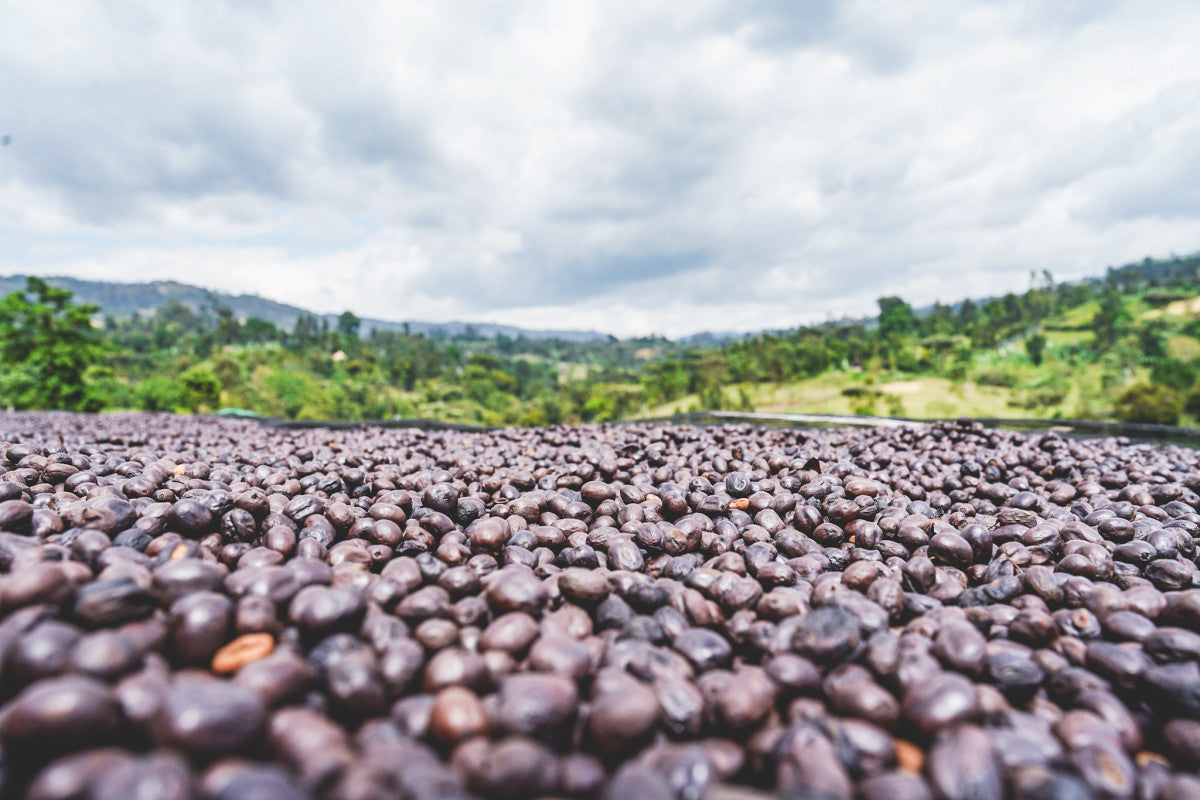 ETHIOPIA RUMUDAMO ANAEROBIC WASHED 1KG