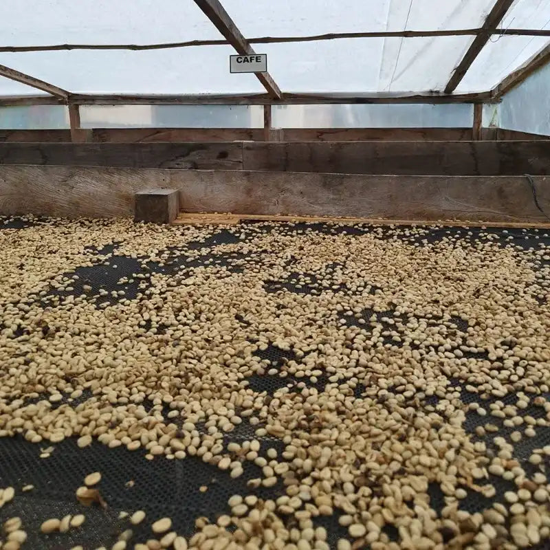 COLOMBIA GEISHA DUCUARA 250G
