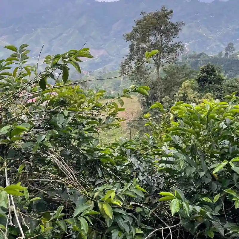 COLOMBIA GEISHA DUCUARA 250G