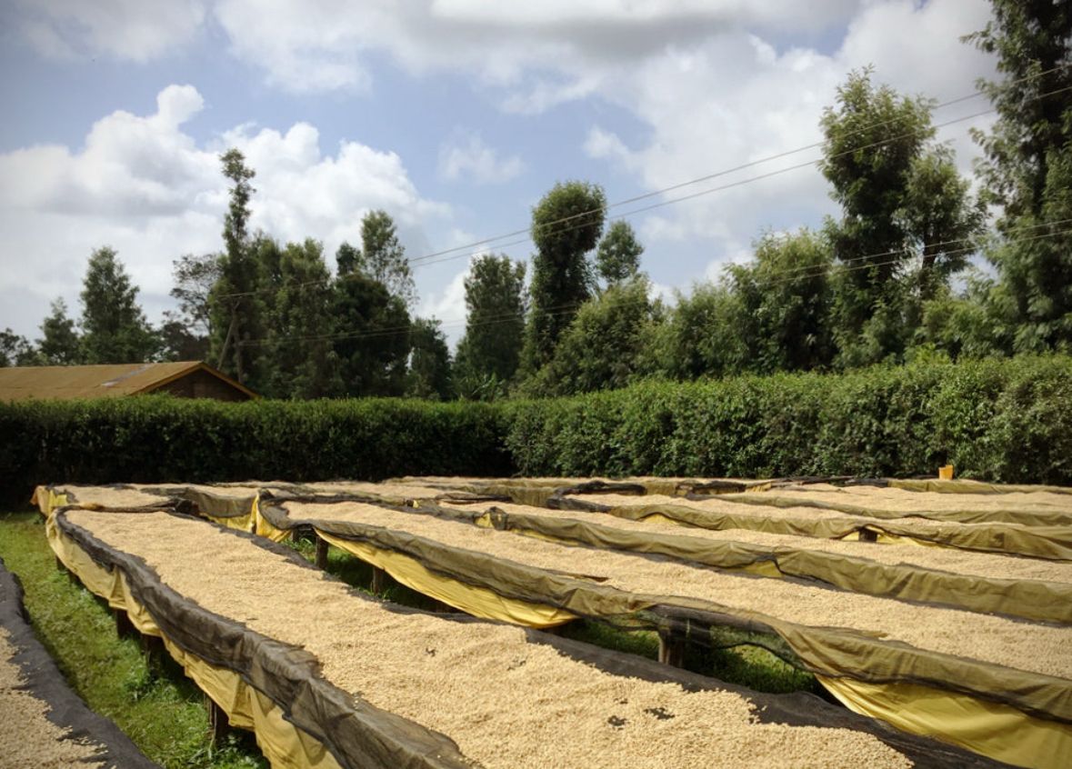KENYA MUGAYA PB 250G
