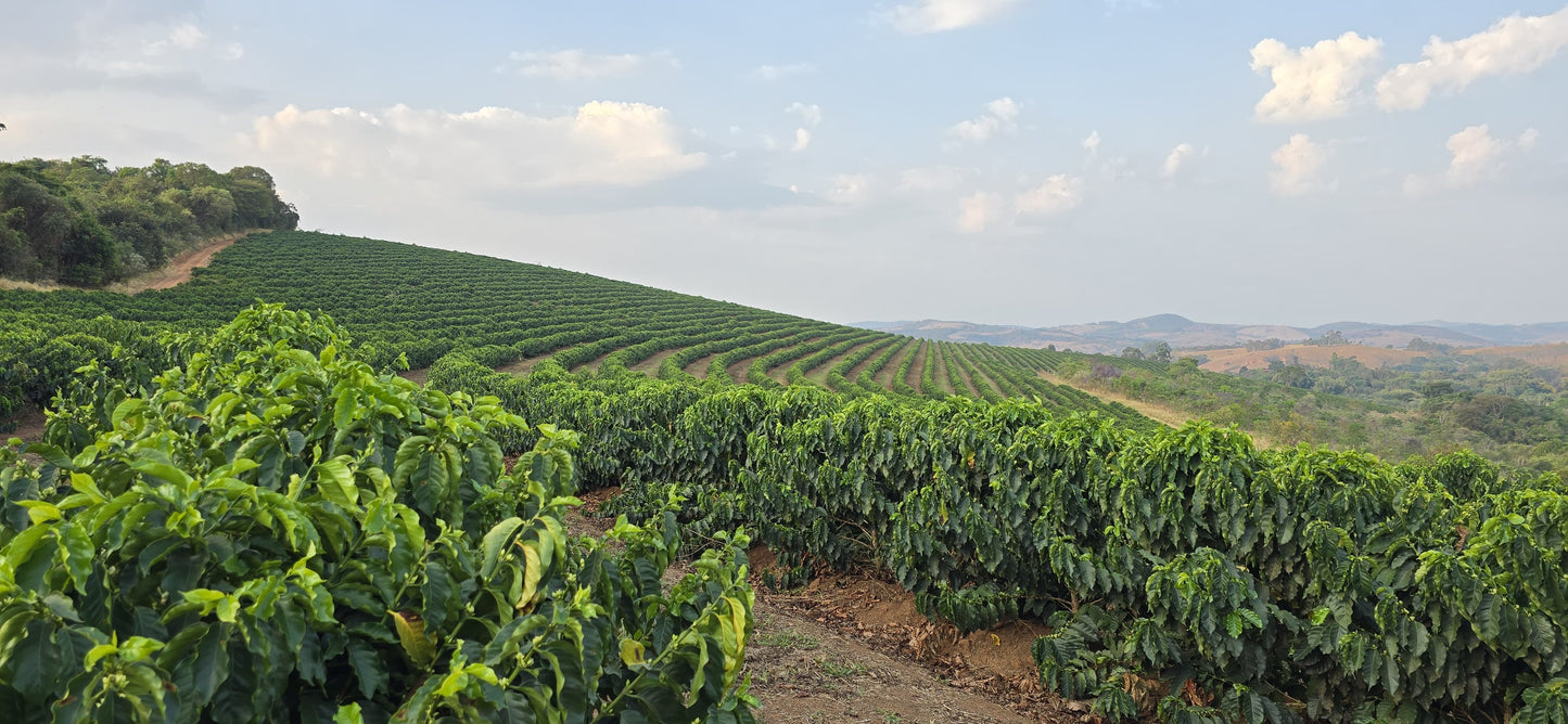 BRAZIL FAZENDA GUARIROBA TOPAZIO 1KG