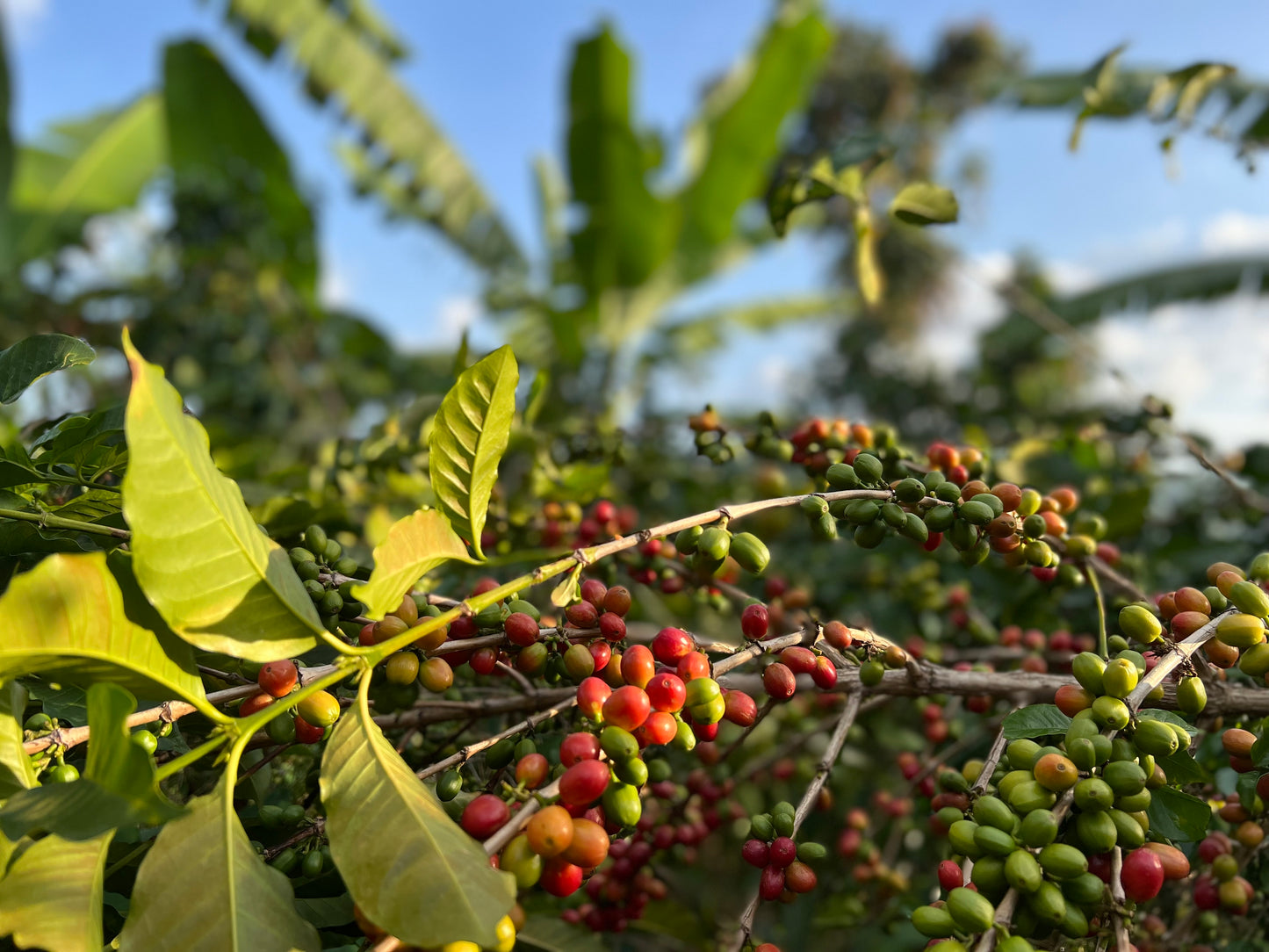 BURUNDI KAYANZA CITRADORA 250G