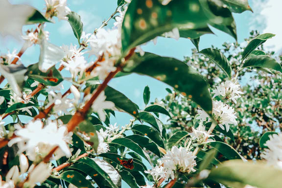COLOMBIA TIRAMISU CAKE 1KG