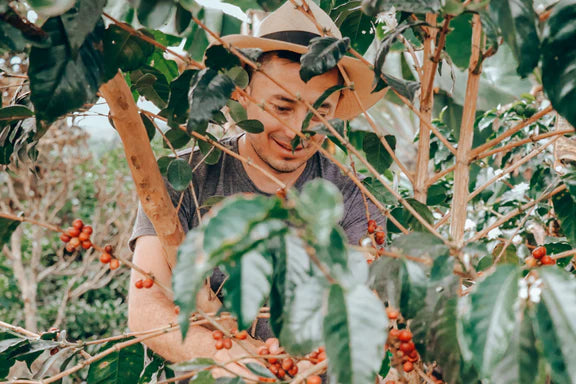 COLOMBIA TIRAMISU CAKE 1KG