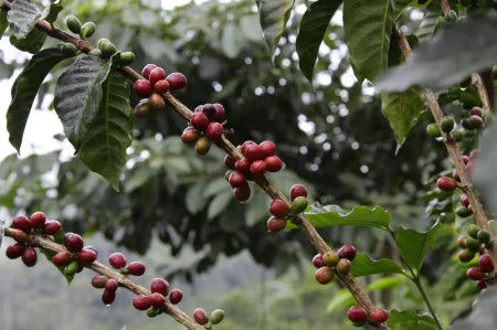 COLUMBIA GUAVA BANANA 1KG