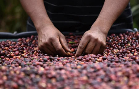 GUATEMALA LA NUEVA MONTANA 250G