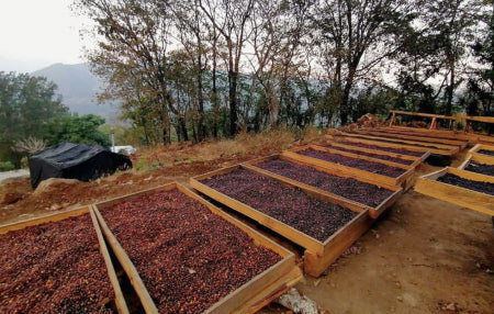 GUATEMALA LA NUEVA MONTANA 250G
