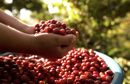 GUATEMALA LA NUEVA MONTANA 250G