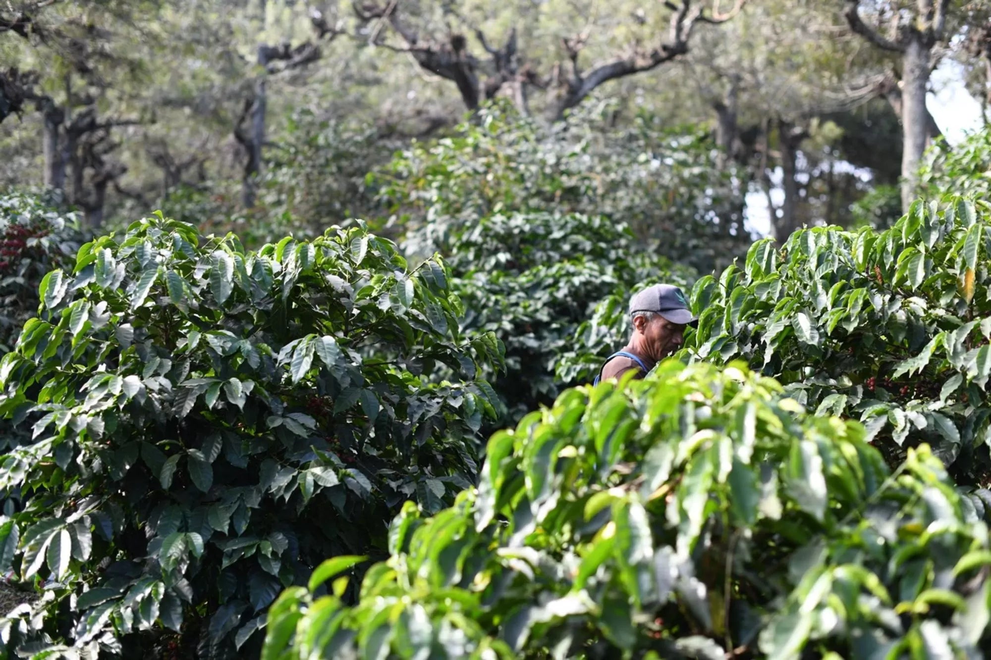 GUATEMALA CALMA ANTIGUA 250G