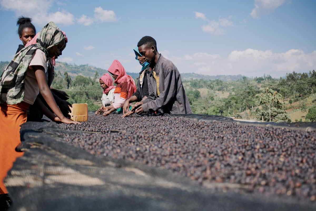 ETHIOPIA RUMUDAMO ANAEROBIC WASHED 200G