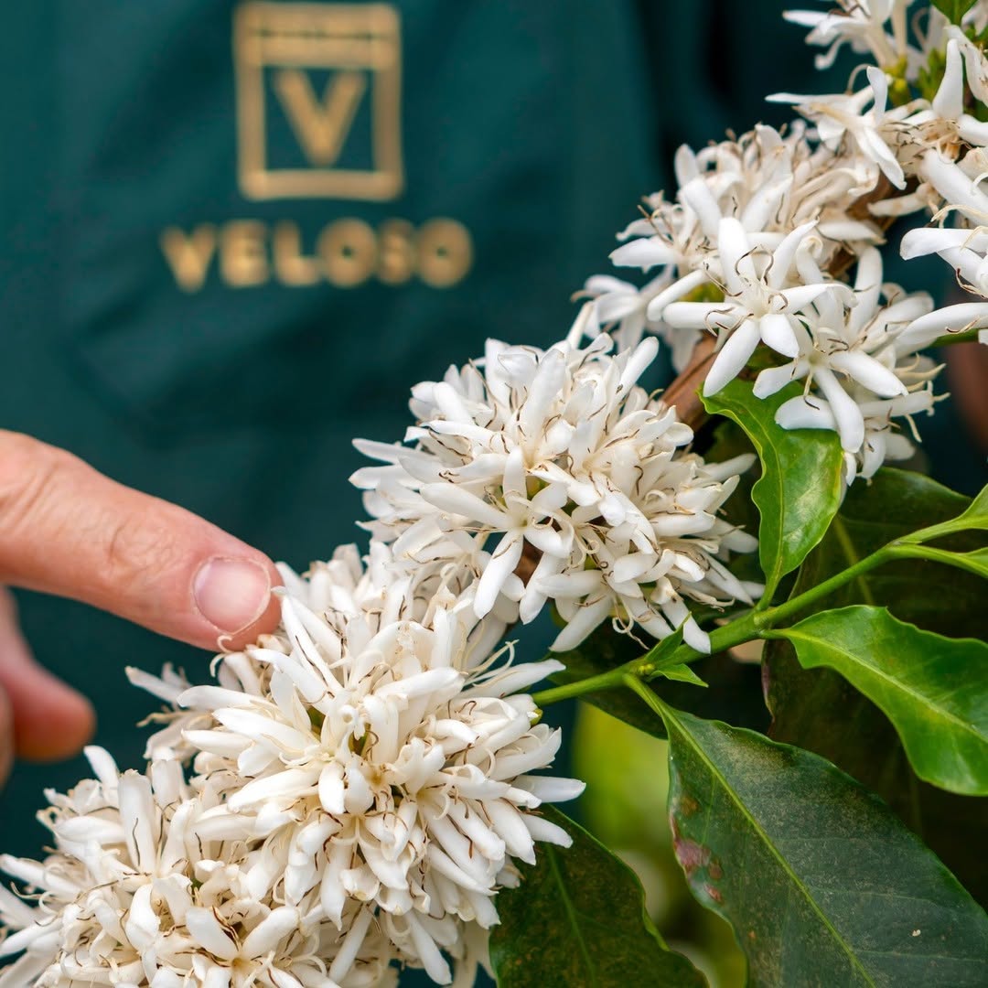 BRAZILIA PLACER ROJO 250G