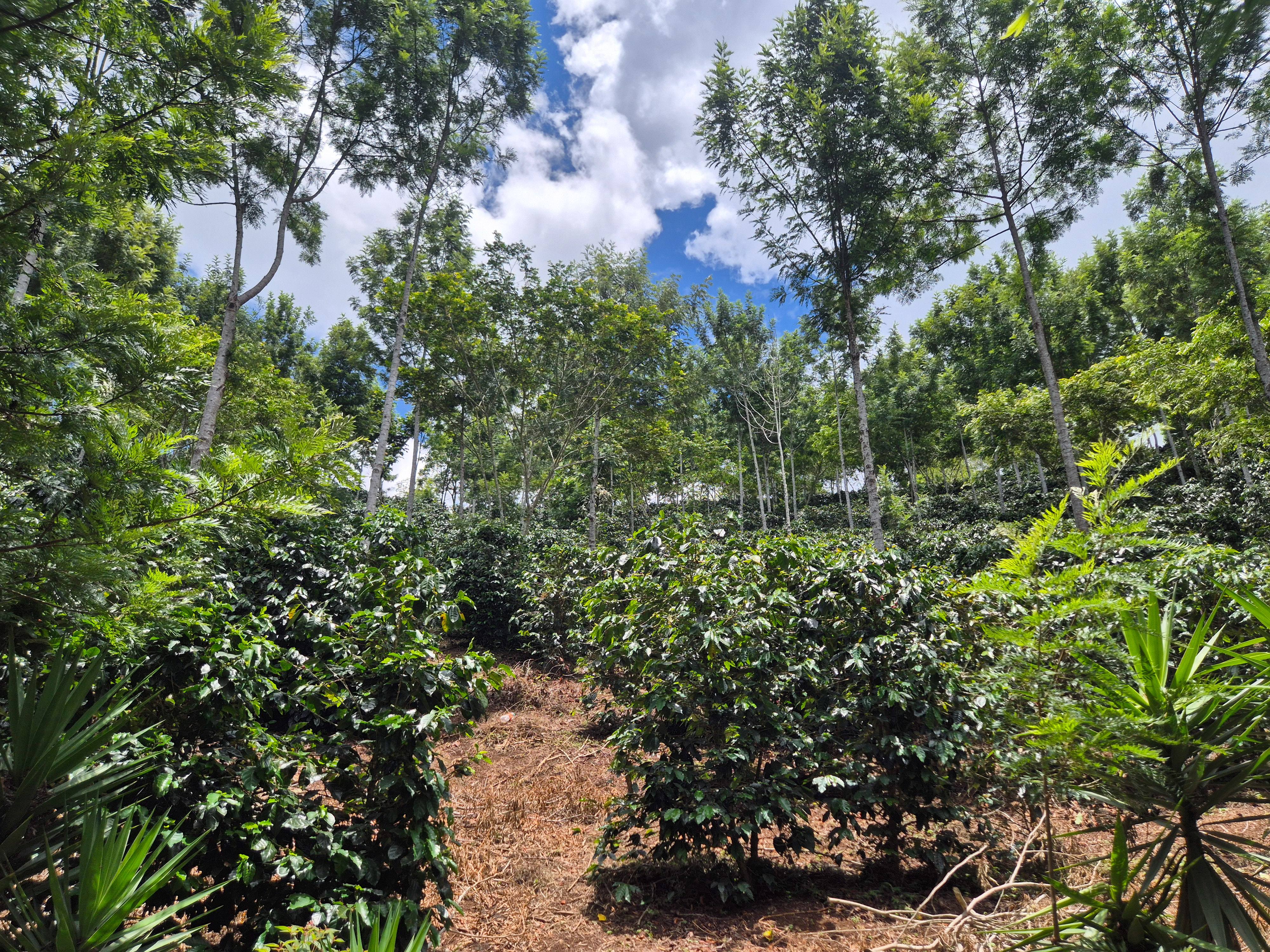 HONDURAS MARIO MEJIA 250G