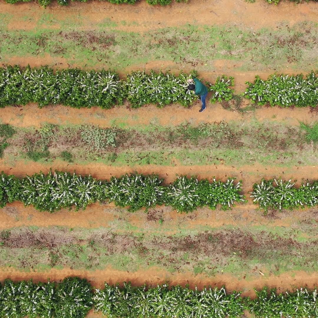 BRAZILIA PLACER ROJO 250G