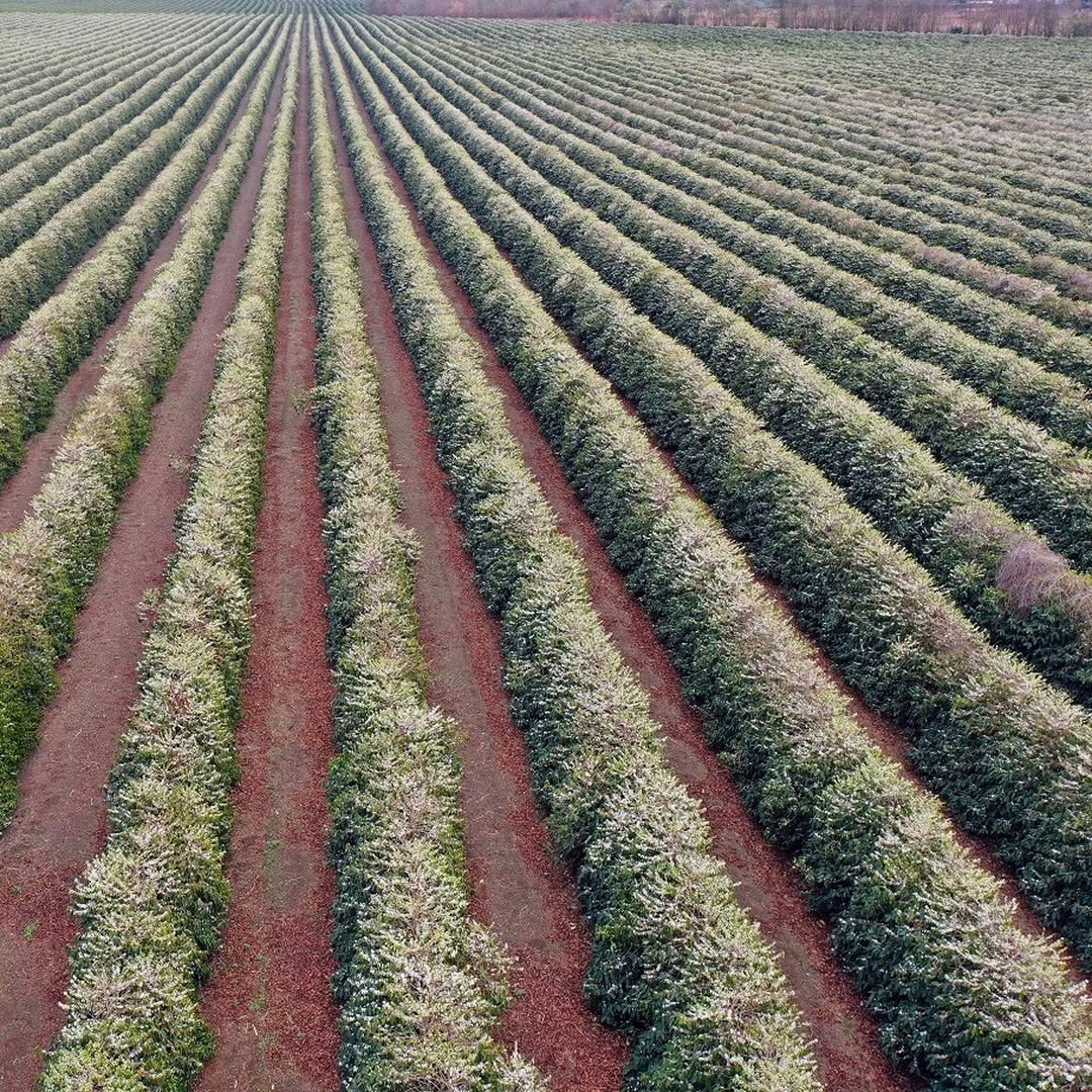 BRAZILIA PLACER ROJO 250G