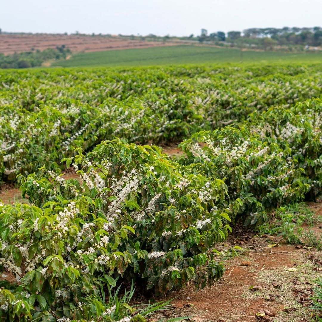 BRAZILIA PLACER ROJO 250G