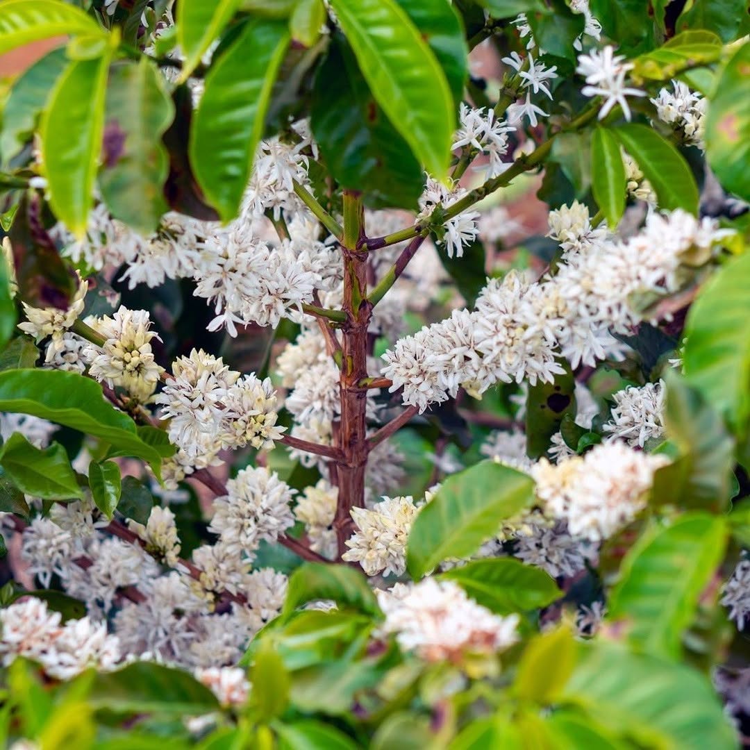 BRAZILIA PLACER ROJO 250G