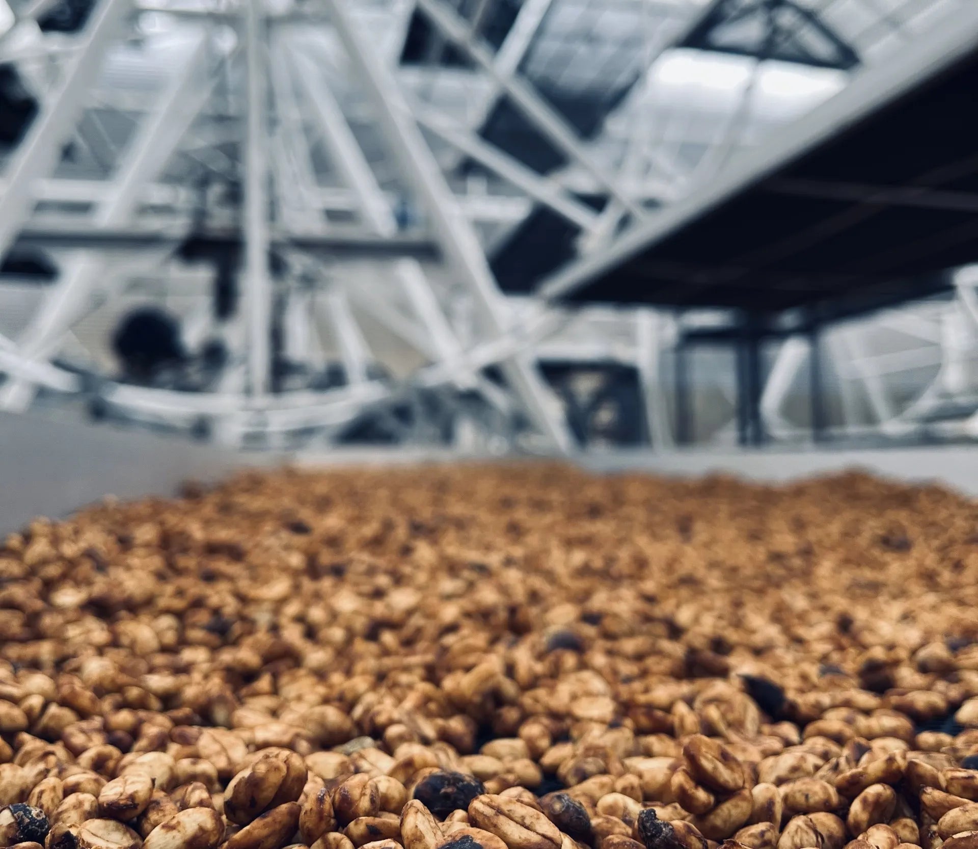 COLUMBIA GEISHA INMACULADA 1KG