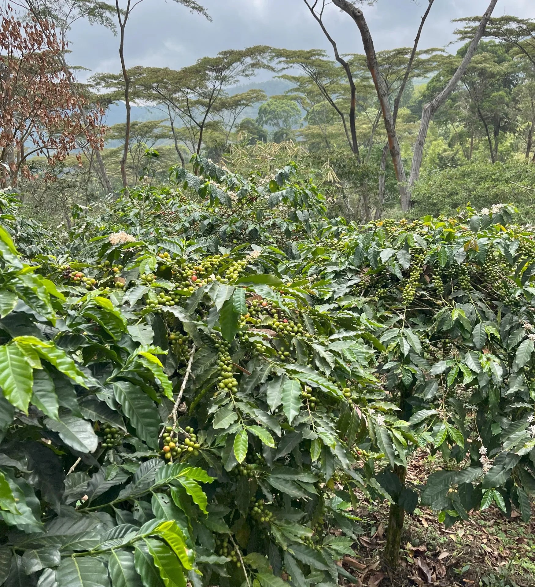 COLUMBIA GEISHA INMACULADA 1KG