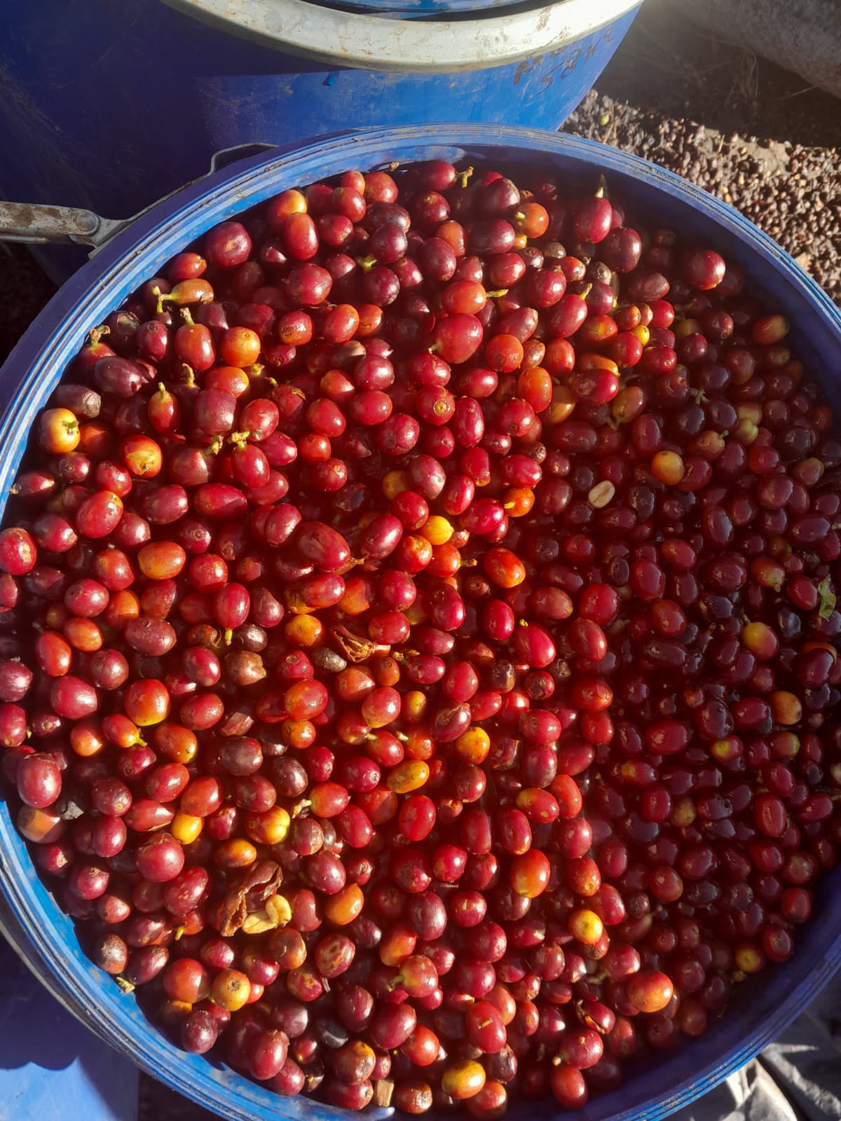 HONDURAS MARIO MEJIA 250G