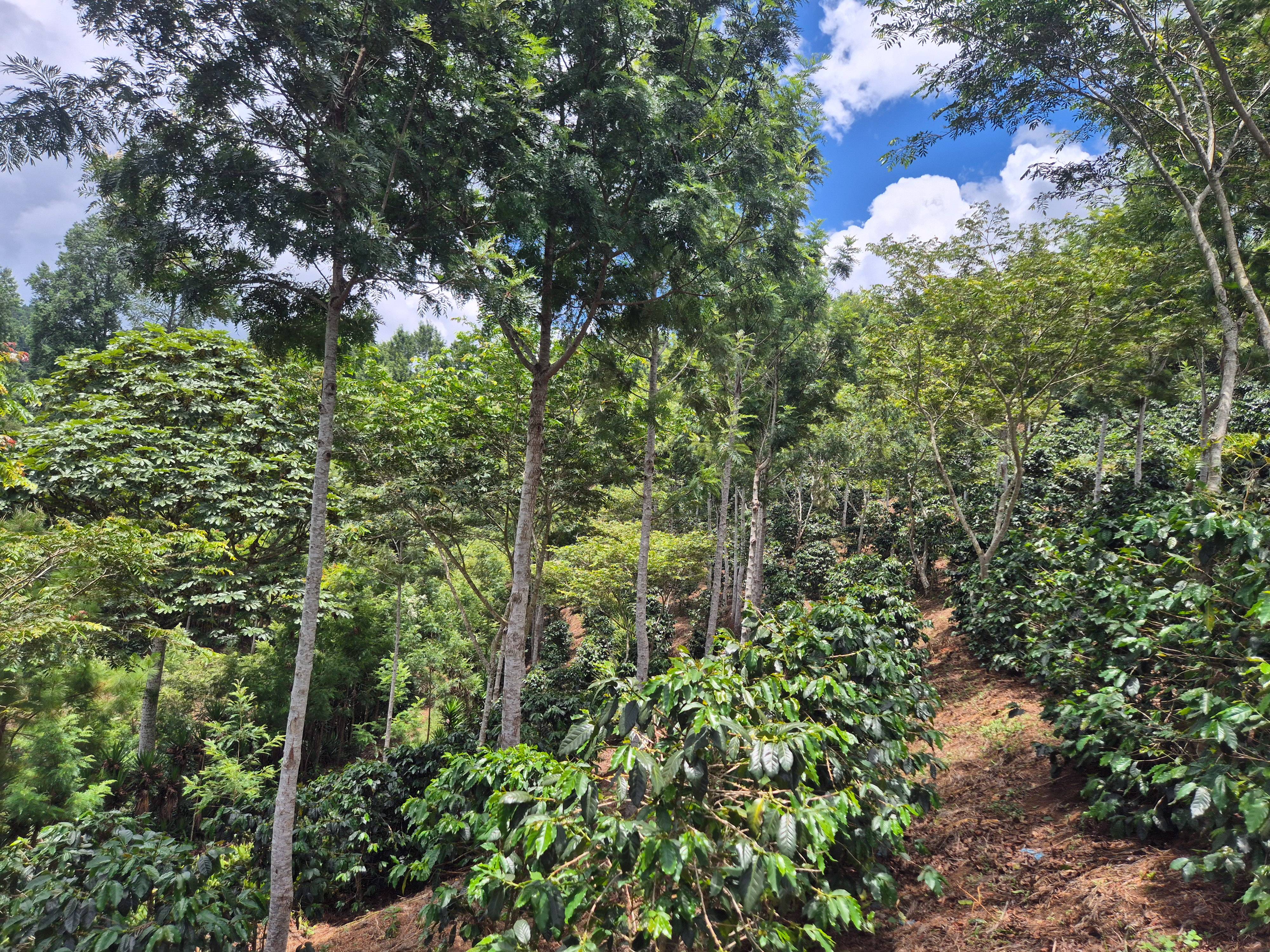 HONDURAS MARIO MEJIA 250G