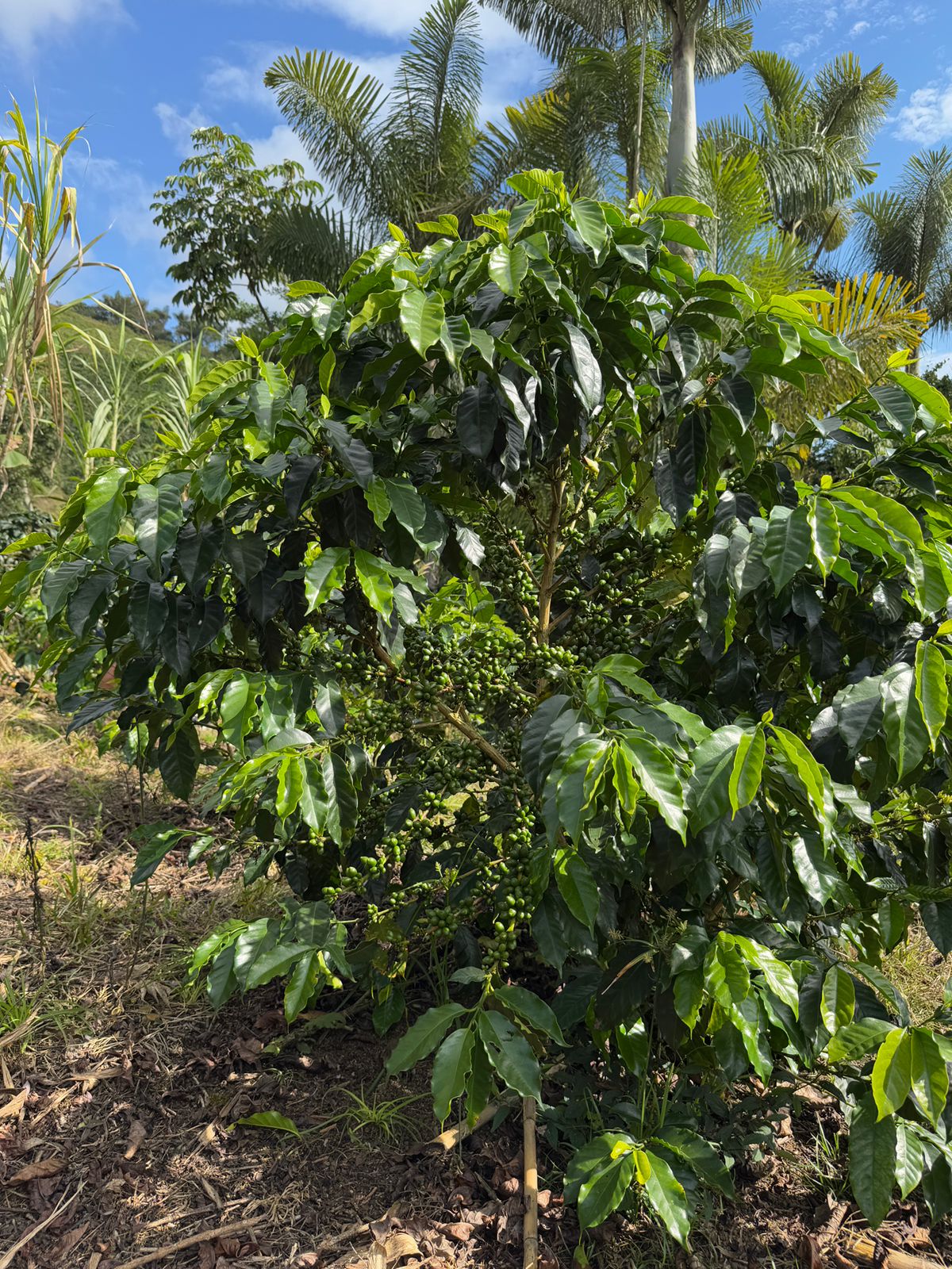 COLOMBIA YELLOW CLOUDS 1KG