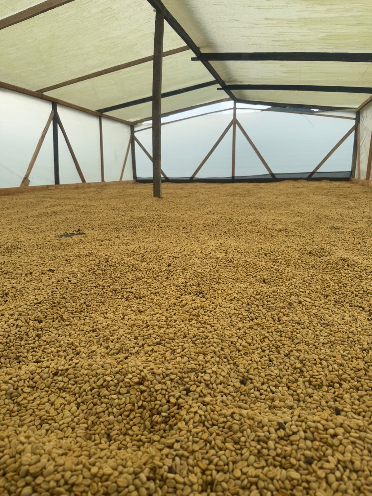 COLUMBIA YELLOW CLOUDS 250G