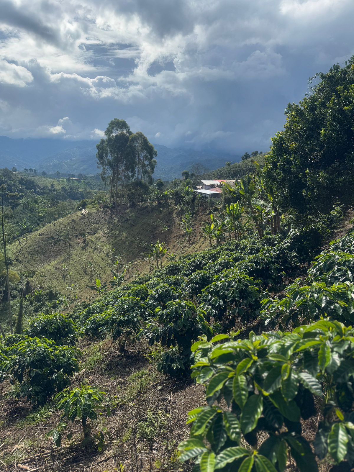 COLUMBIA YELLOW CLOUDS 250G