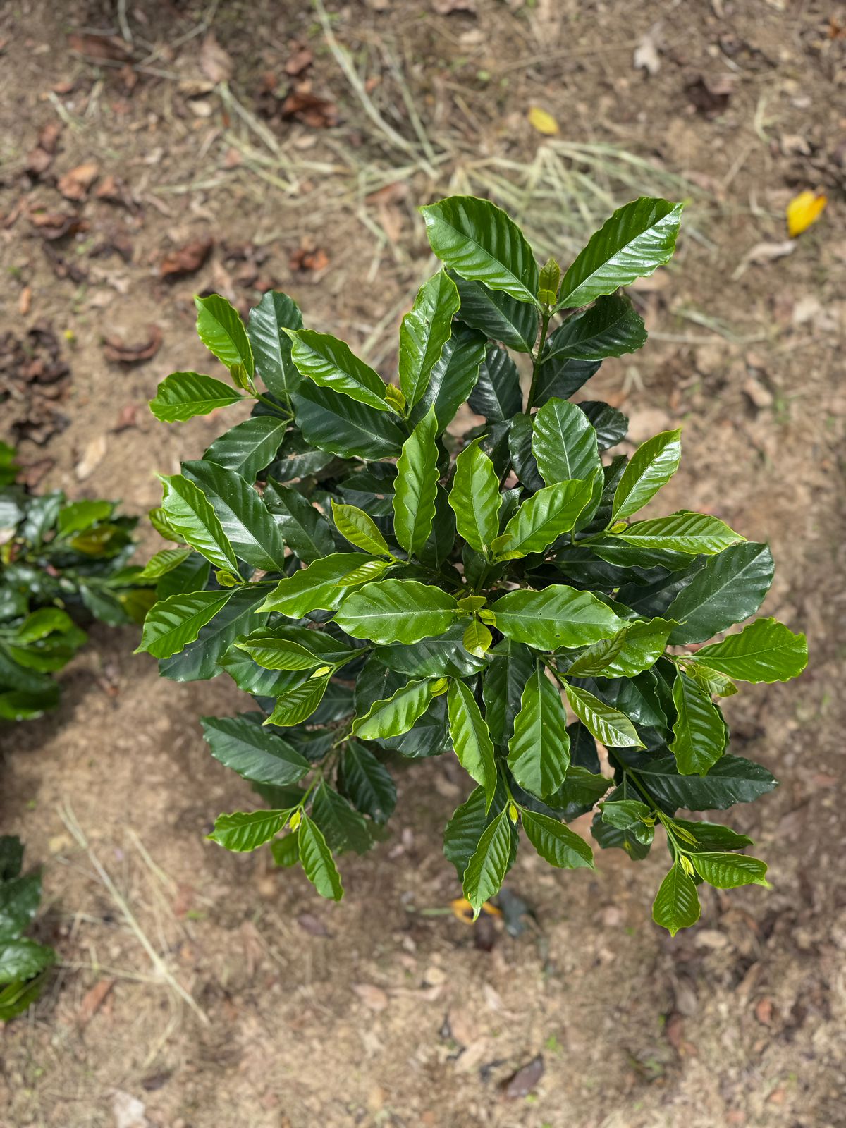 COLUMBIA YELLOW CLOUDS 250G