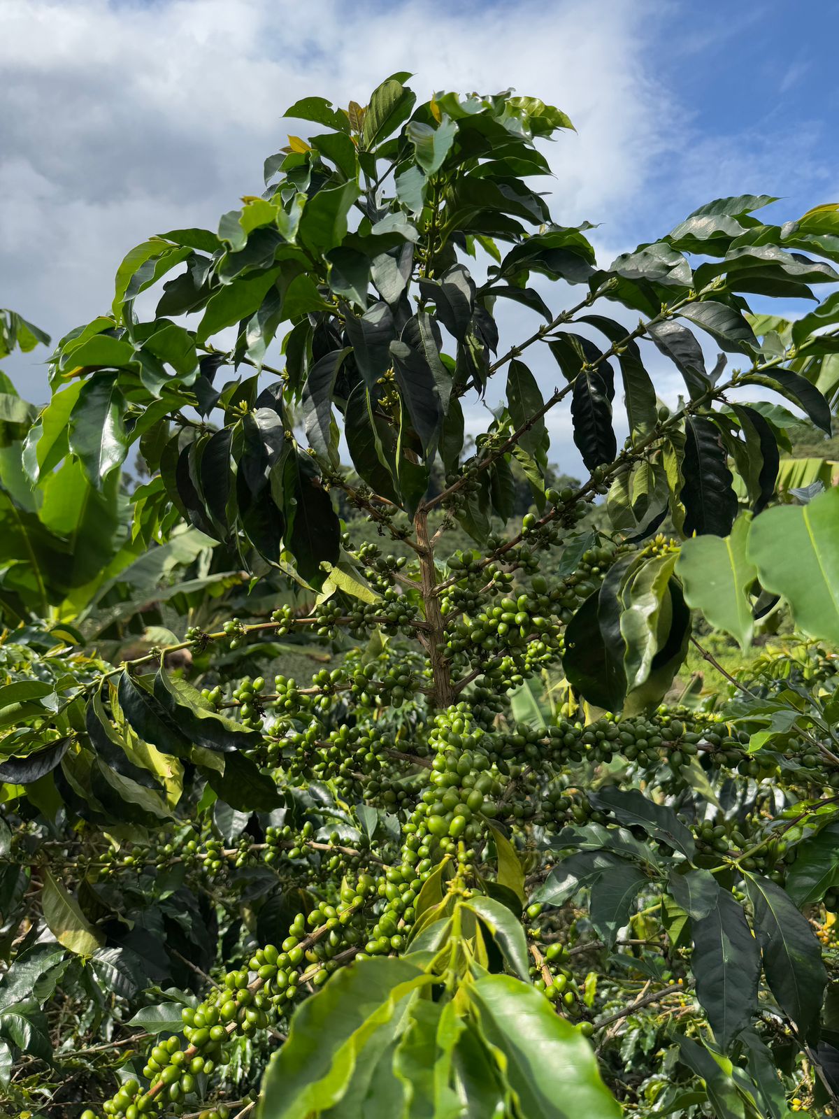 COLUMBIA YELLOW CLOUDS 250G