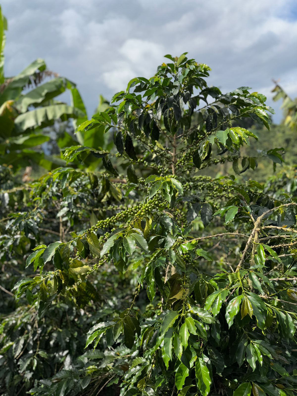 COLUMBIA YELLOW CLOUDS 250G