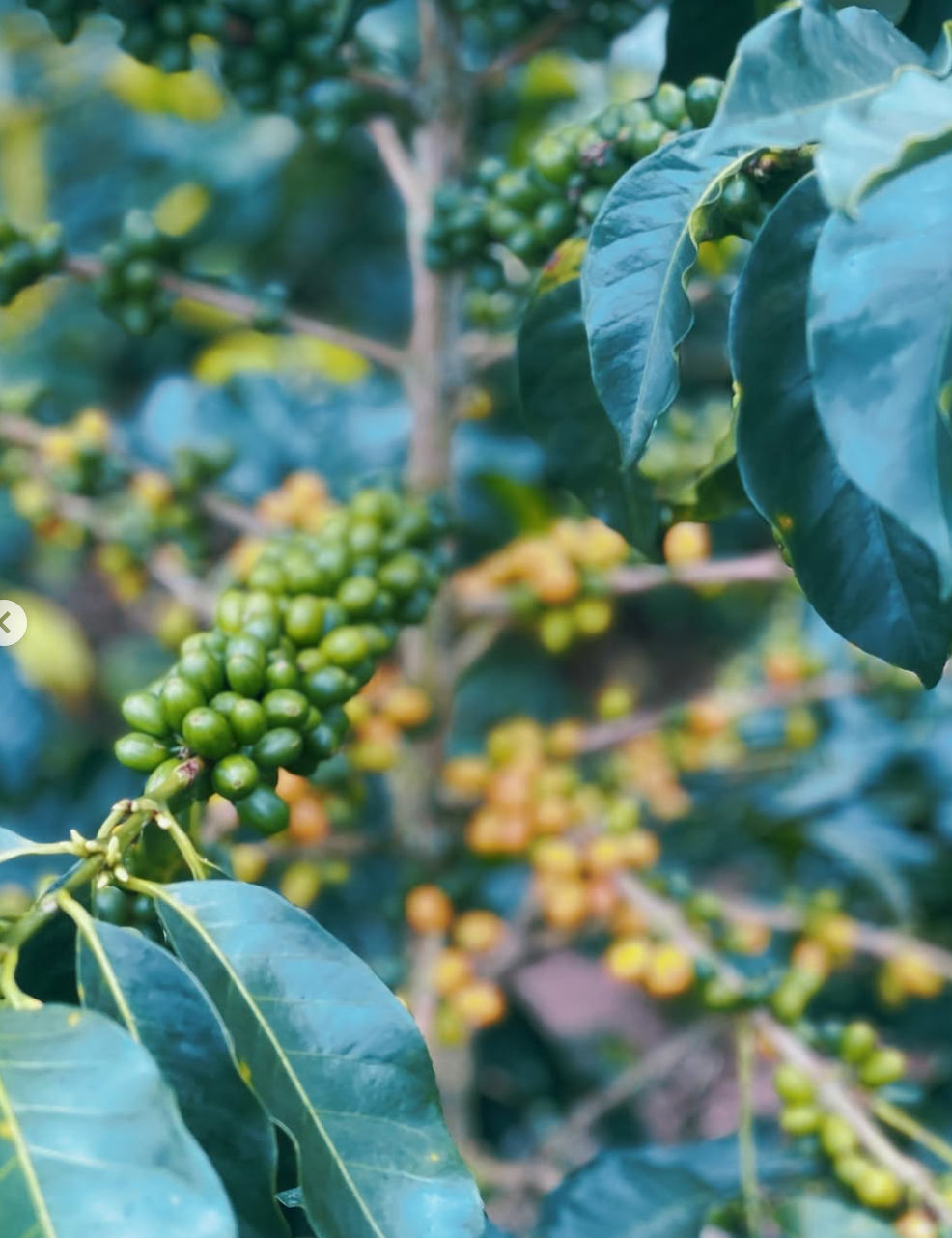 COLUMBIA YELLOW CLOUDS 250G