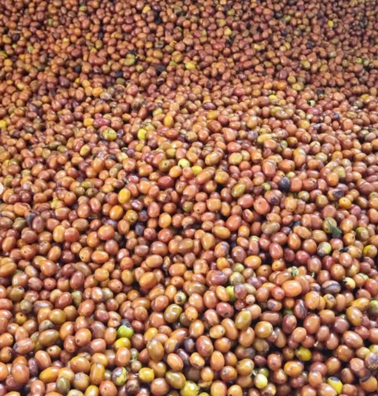 COLUMBIA YELLOW CLOUDS 250G