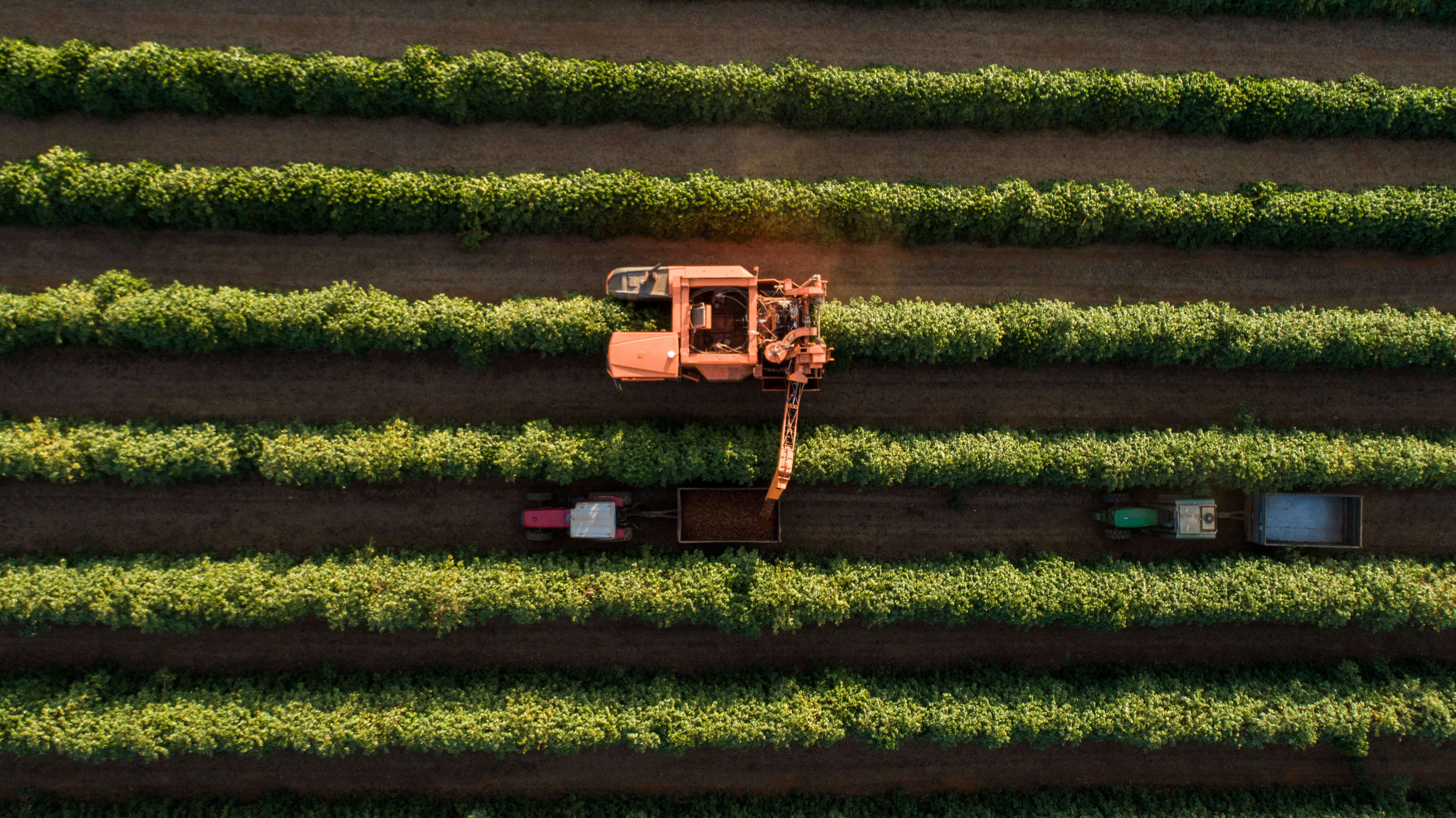BRAZILIA CIELO DEL CERRADO 250G