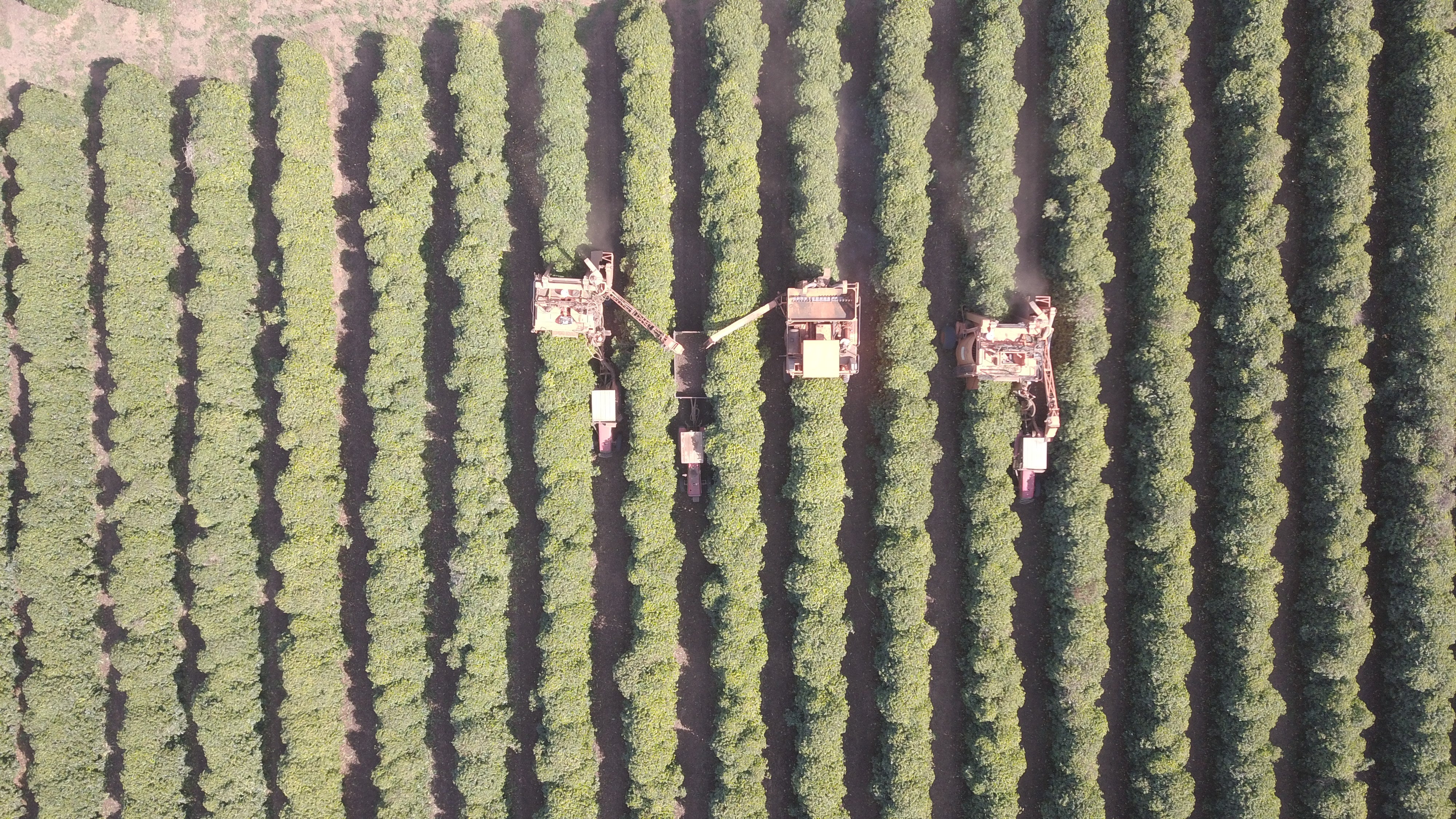 BRAZILIA CIELO DEL CERRADO 250G