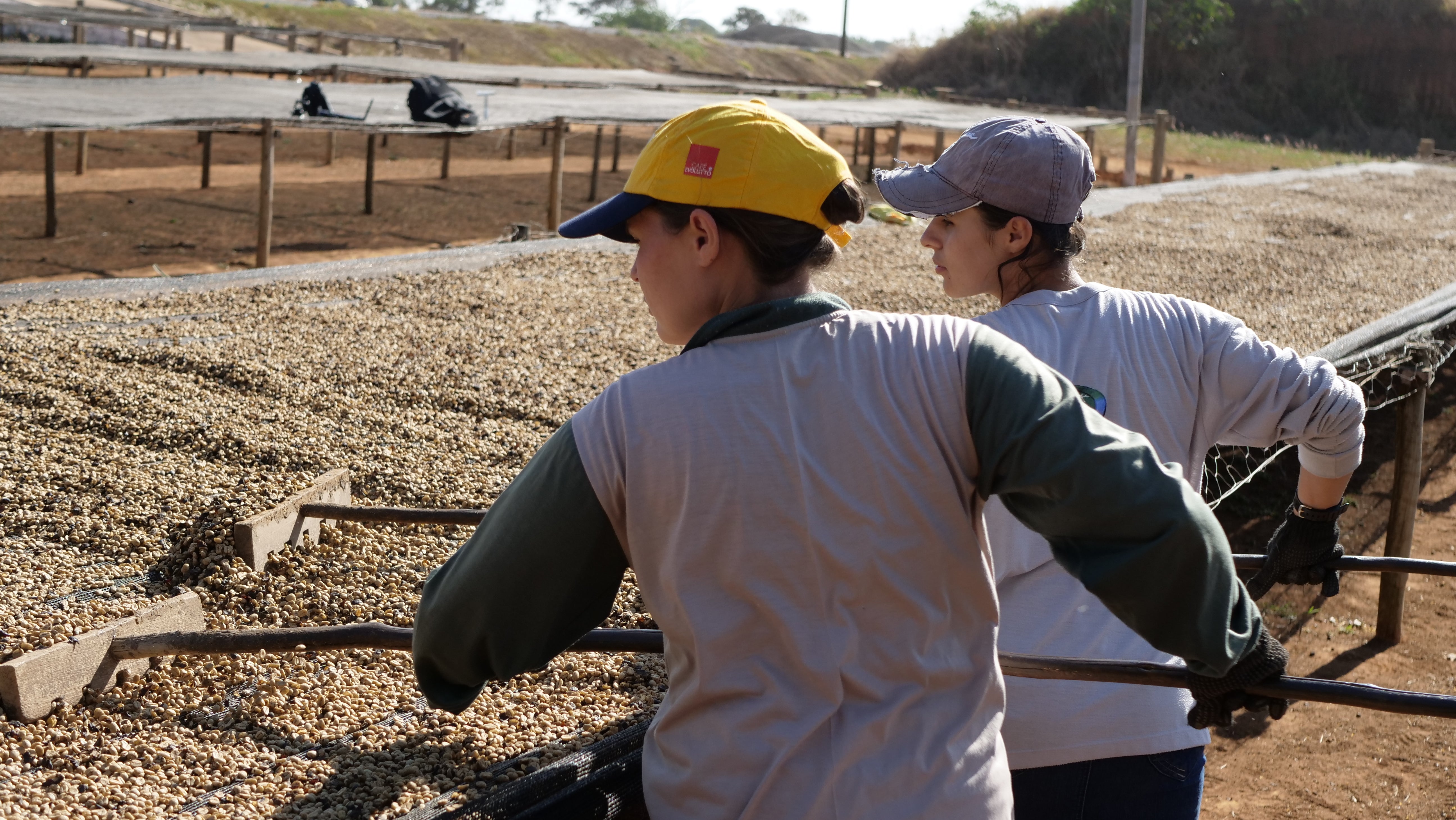 BRAZILIA CIELO DEL CERRADO 250G