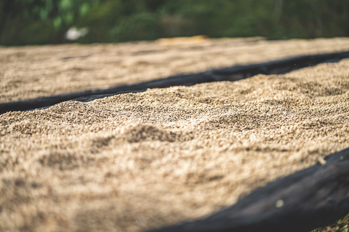 ETIOPIA CHELBESA WASHED 250G