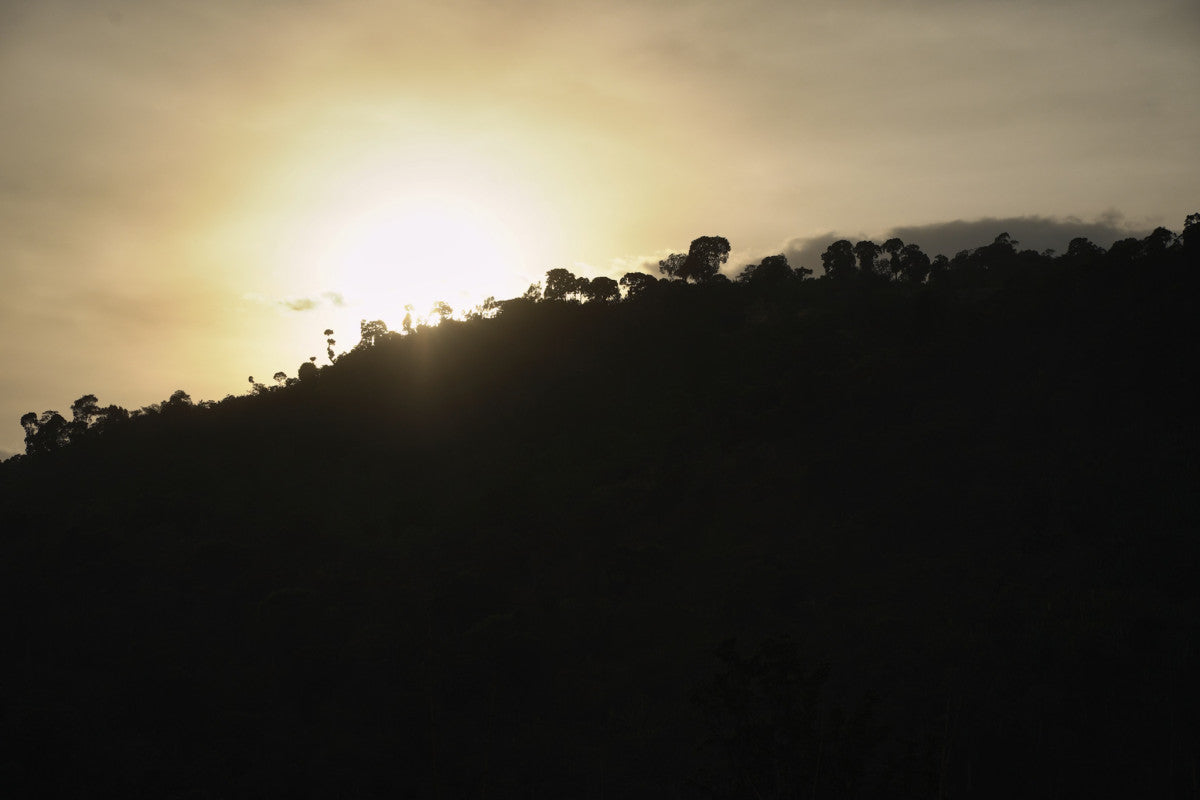 ETIOPIA CHELBESA WASHED 250G