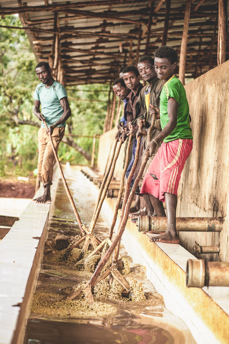 ETIOPIA CHELBESA WASHED 250G