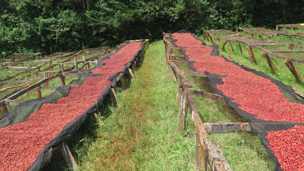 KENYA THAGEINI AB WASHED 250G