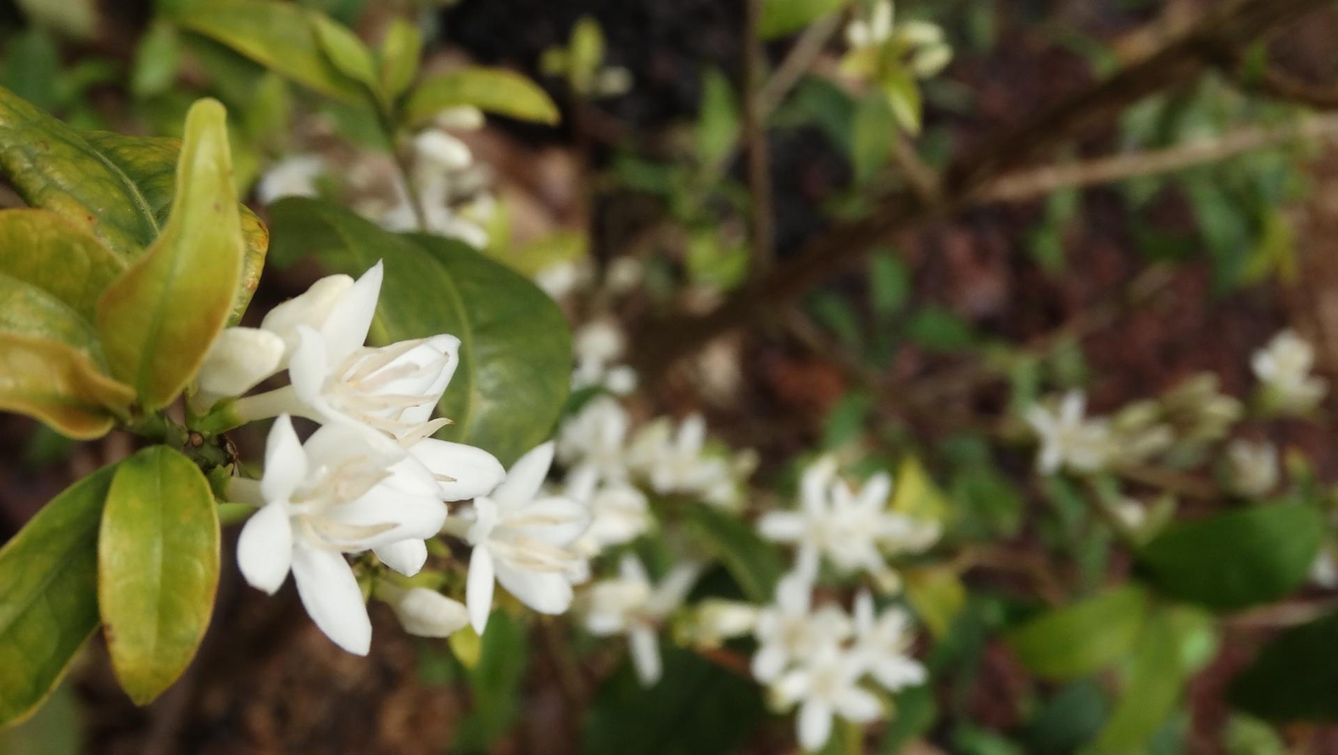 COLUMBIA PINK BOURBON INMACULADA 1KG