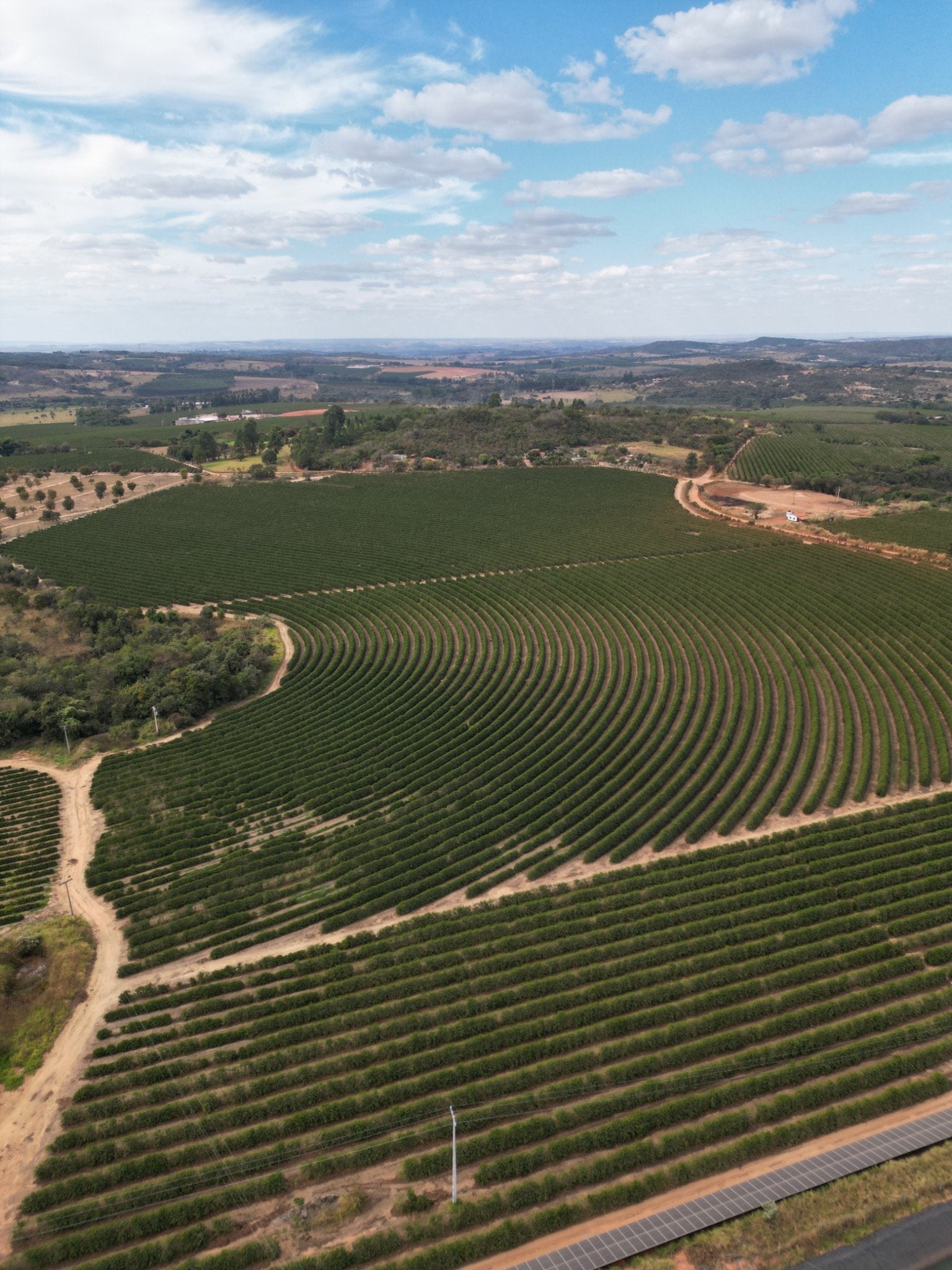 BRASIL ARARA DA CANASTRA 1KG