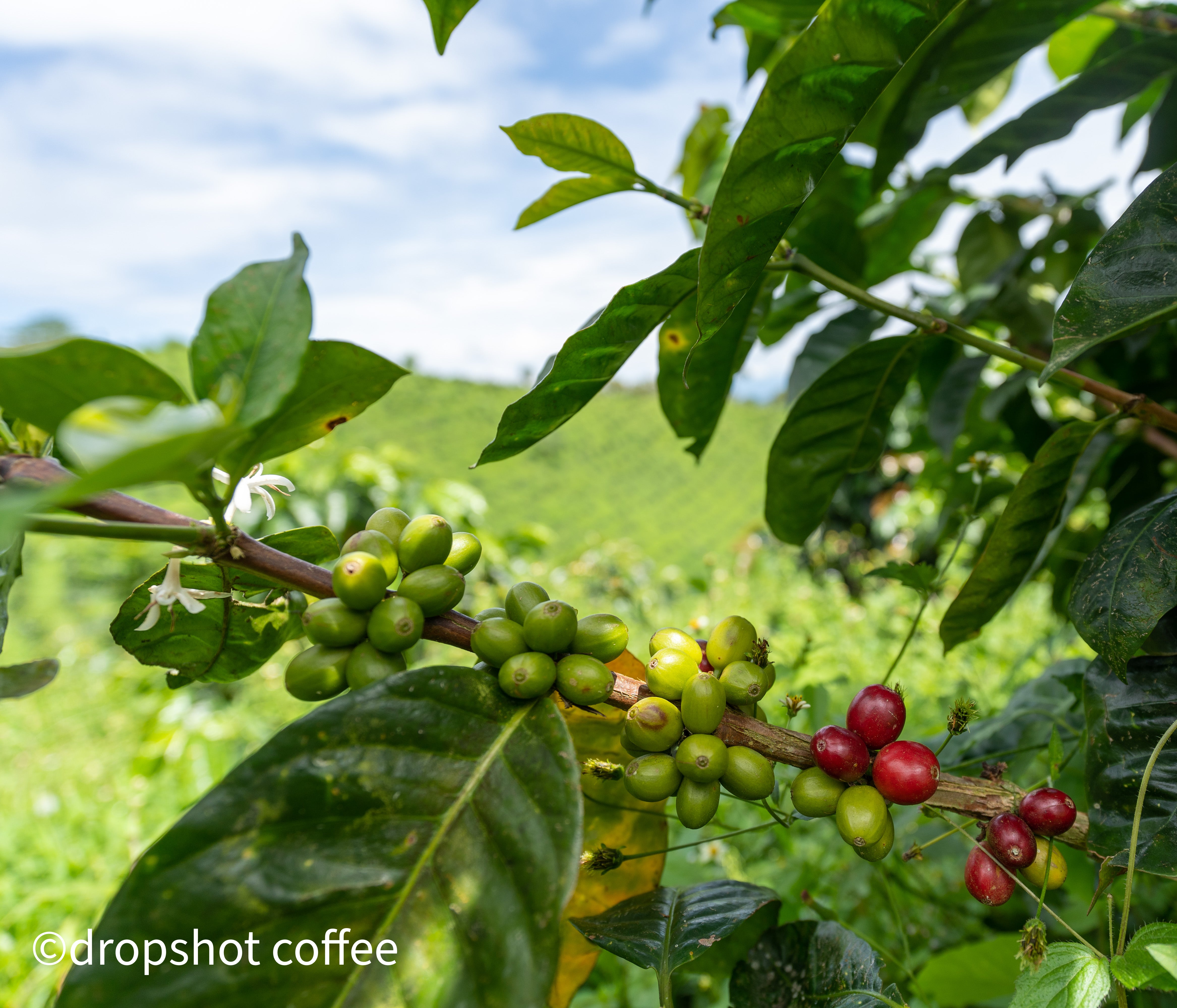 COLUMBIA EL VERGEL ESTATE 1KG – Dropshot Coffee