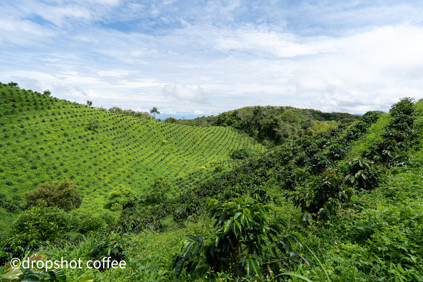 COLUMBIA EL VERGEL ESTATE 250G